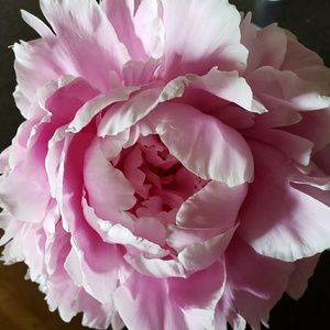 Meet your Posher, Carol